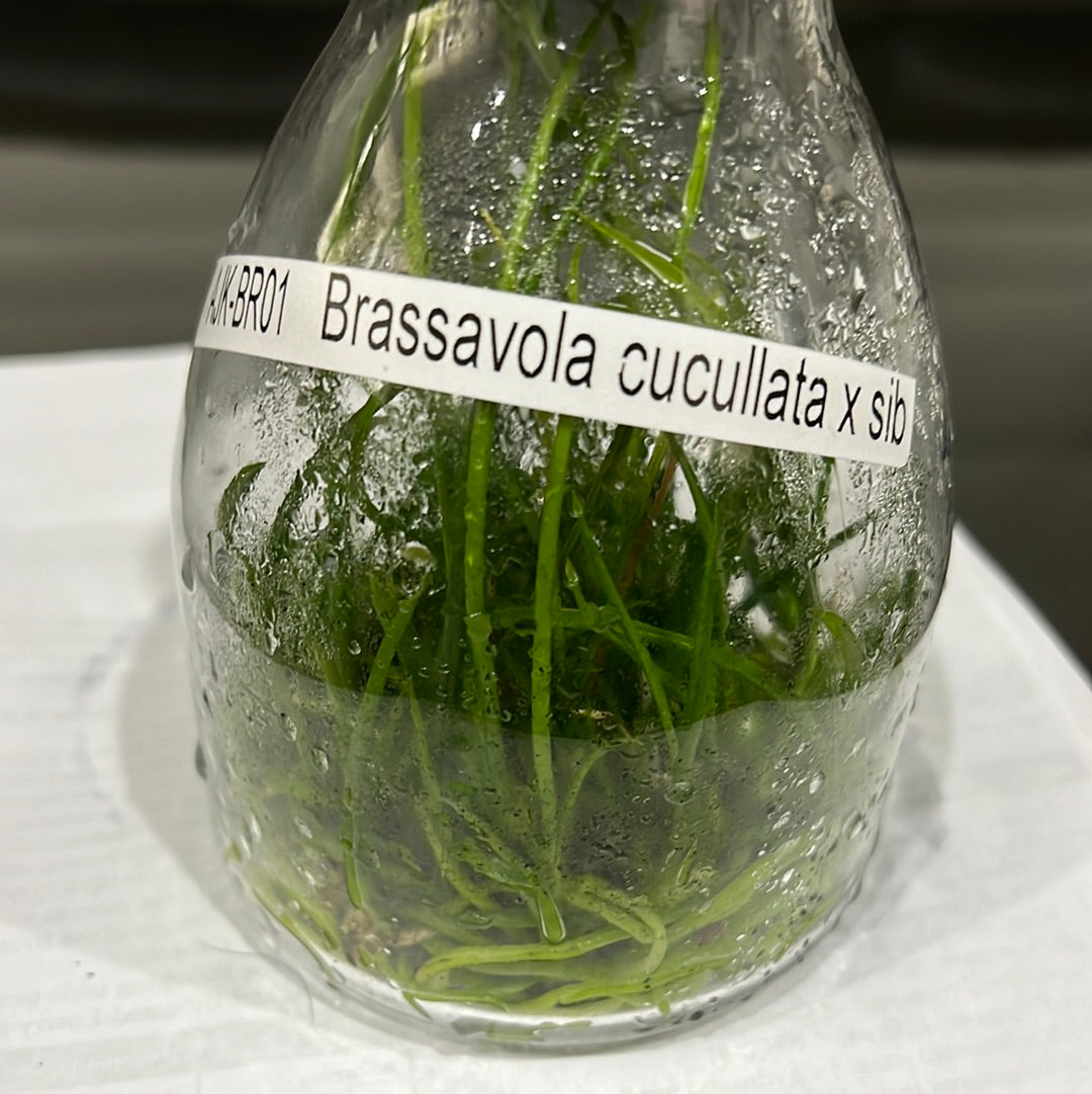 TOP - Brassavola cucullata Secondary image