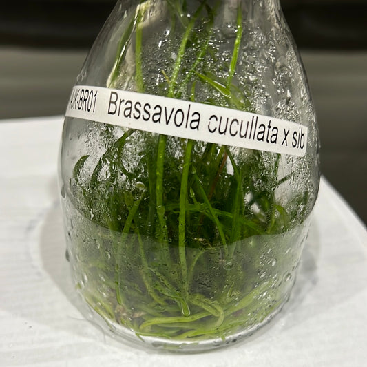 TOP - Brassavola cucullata