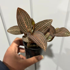 IN SPIKE NOW Ludisia discolour (Jewel Orchid)