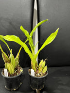 Gongora Bufonia (Species From Brazil)