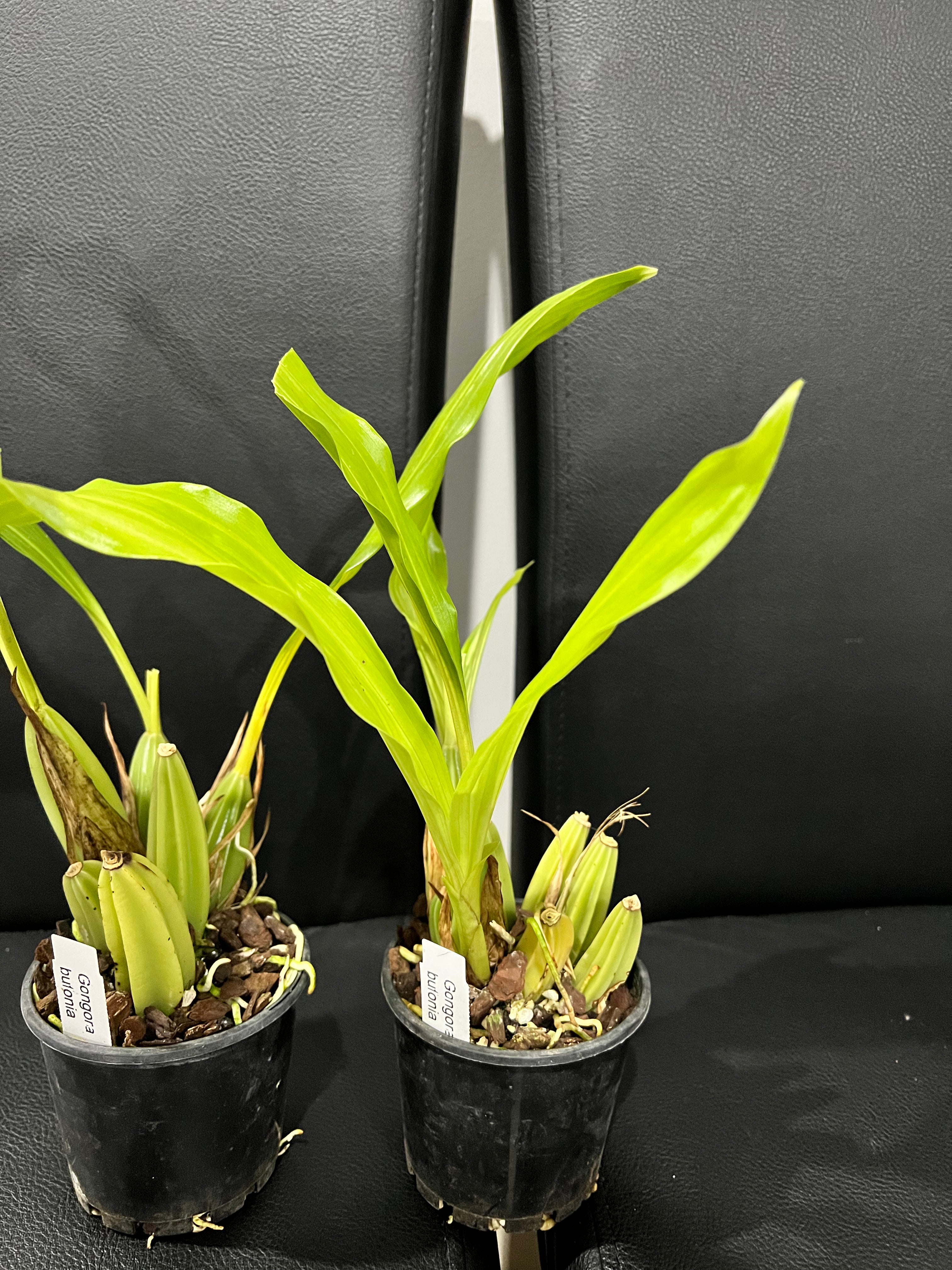 Gongora Bufonia (Species From Brazil)