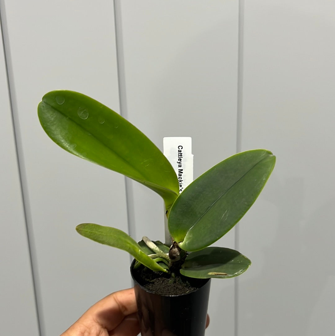 Cattleya Mackie's Flare (Fragrant Mericlone)