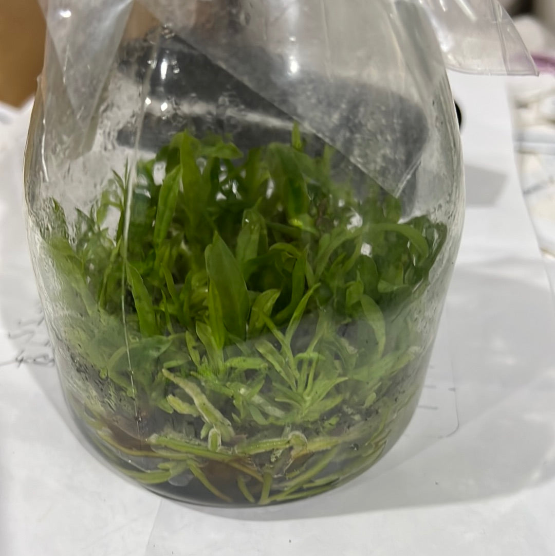 Cattleya Dowiana aurea (FLASK/TISSUE CULTURE 20+ PLANTS)