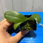 Phalaenopsis rosenstromii - Native Moth Orchid Species