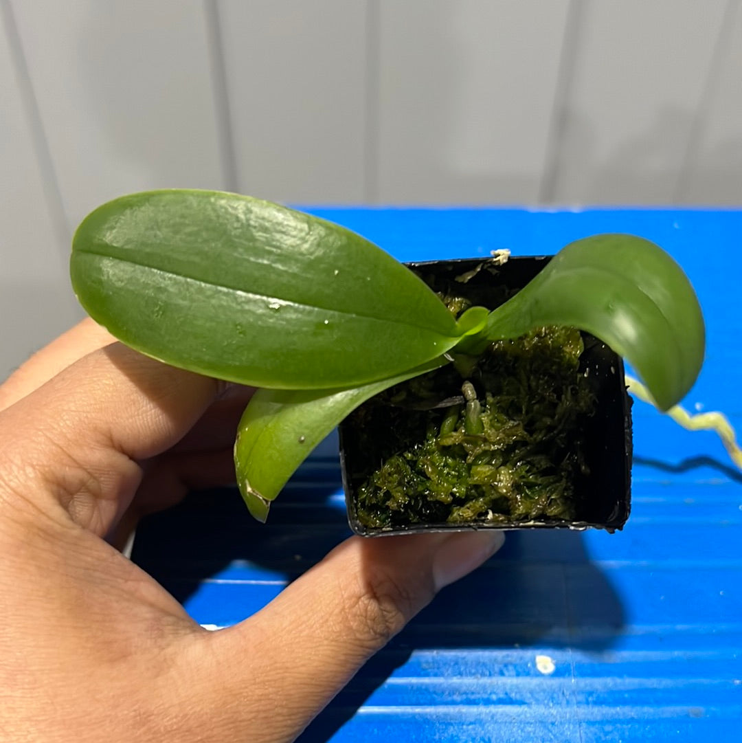 Phalaenopsis rosenstromii - Native Moth Orchid Species