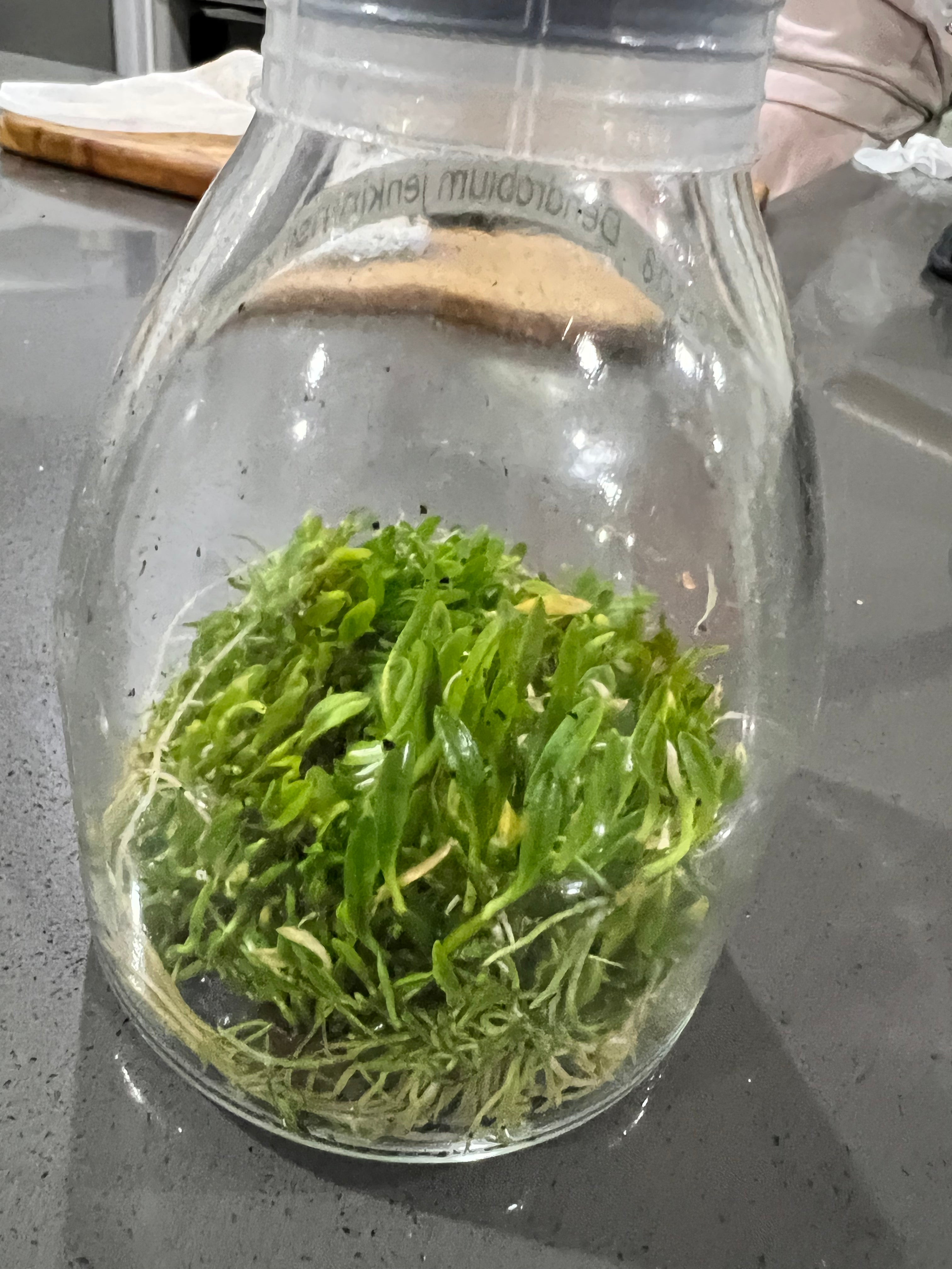 Dendrobium jenkinsii x self (FLASK) RARE ON SALE Secondary image