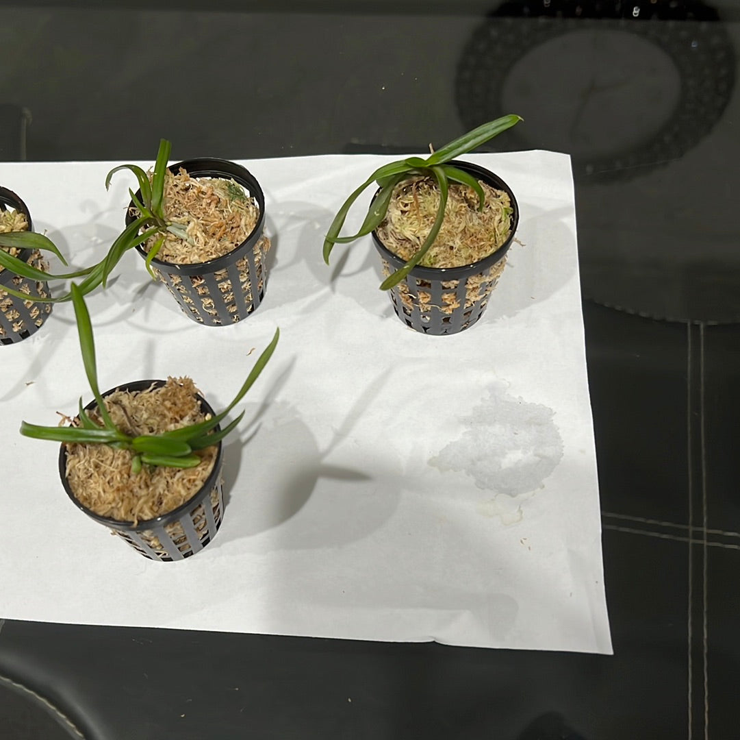 TOP Ascocentrum christensonianum (Vietnam) Vanda christensoniana