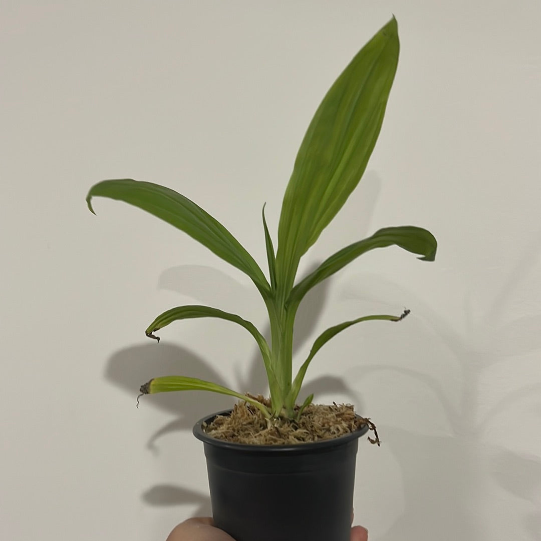Phaius flavus (Species in 80mm pot) Secondary image