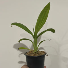 Phaius flavus (Species in 80mm pot)