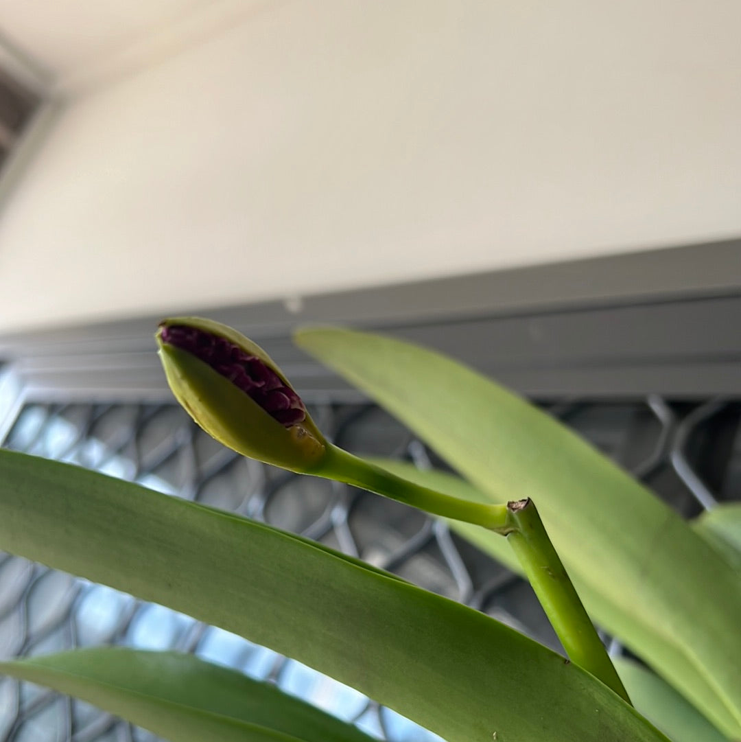 IN BUDS!!! Blc. Dora Louise Capen 'Clifton Two Tone' (Fragrant) Secondary image