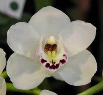 (Flowering now) Cymbidium Platinum Blonde