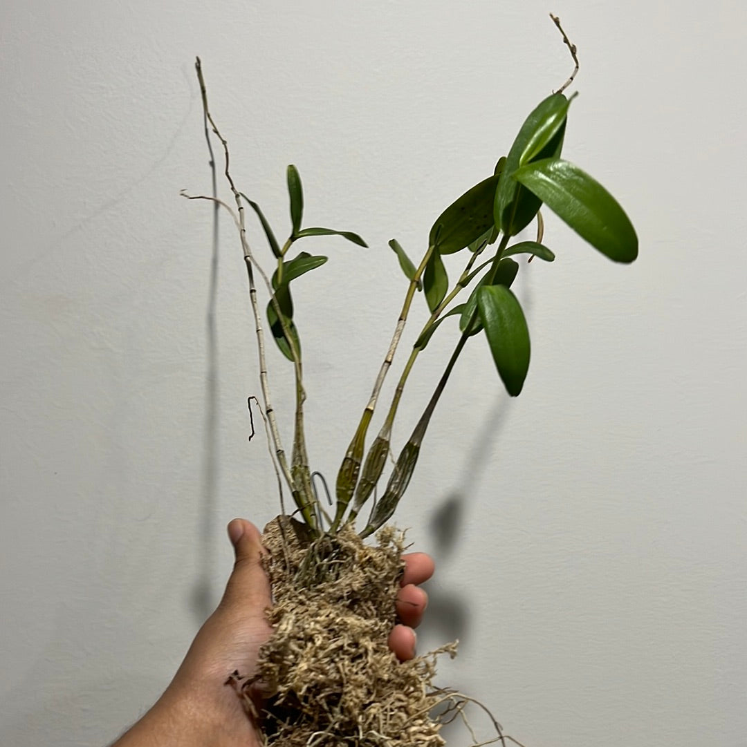 Dendrobium crumenatum (Fragrant Species - Pigeon Orchid)