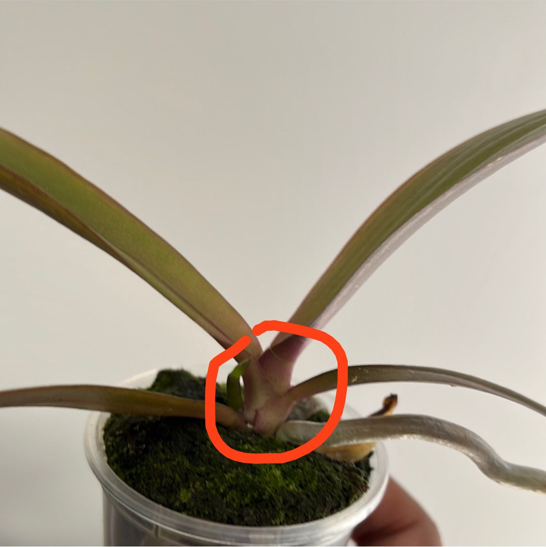 IN SPIKE! Phalaenopsis Carrotcake (Healthy Mericlone)