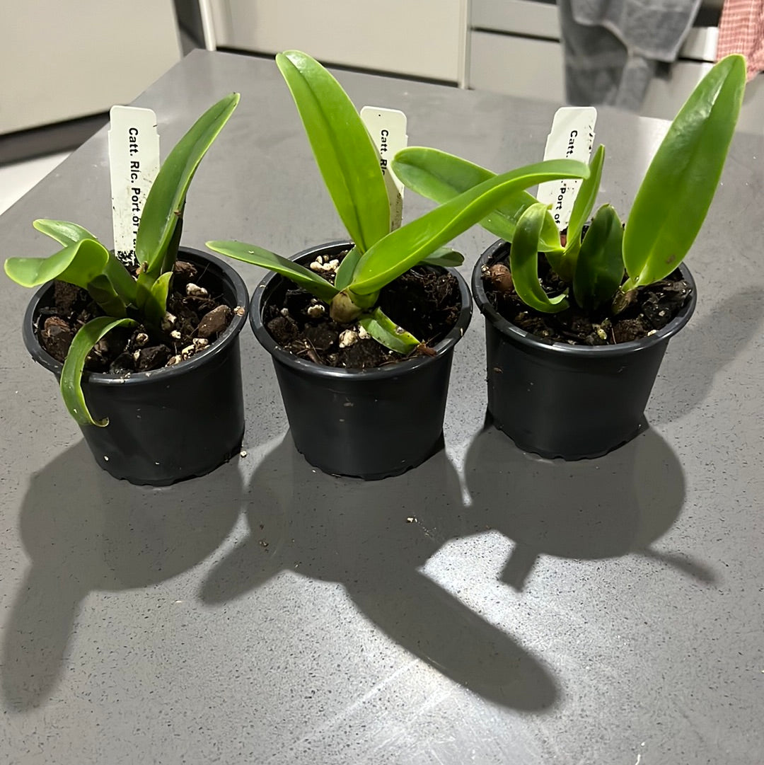 Fragrant Cattleya ( Ports Of Paradise) Secondary image