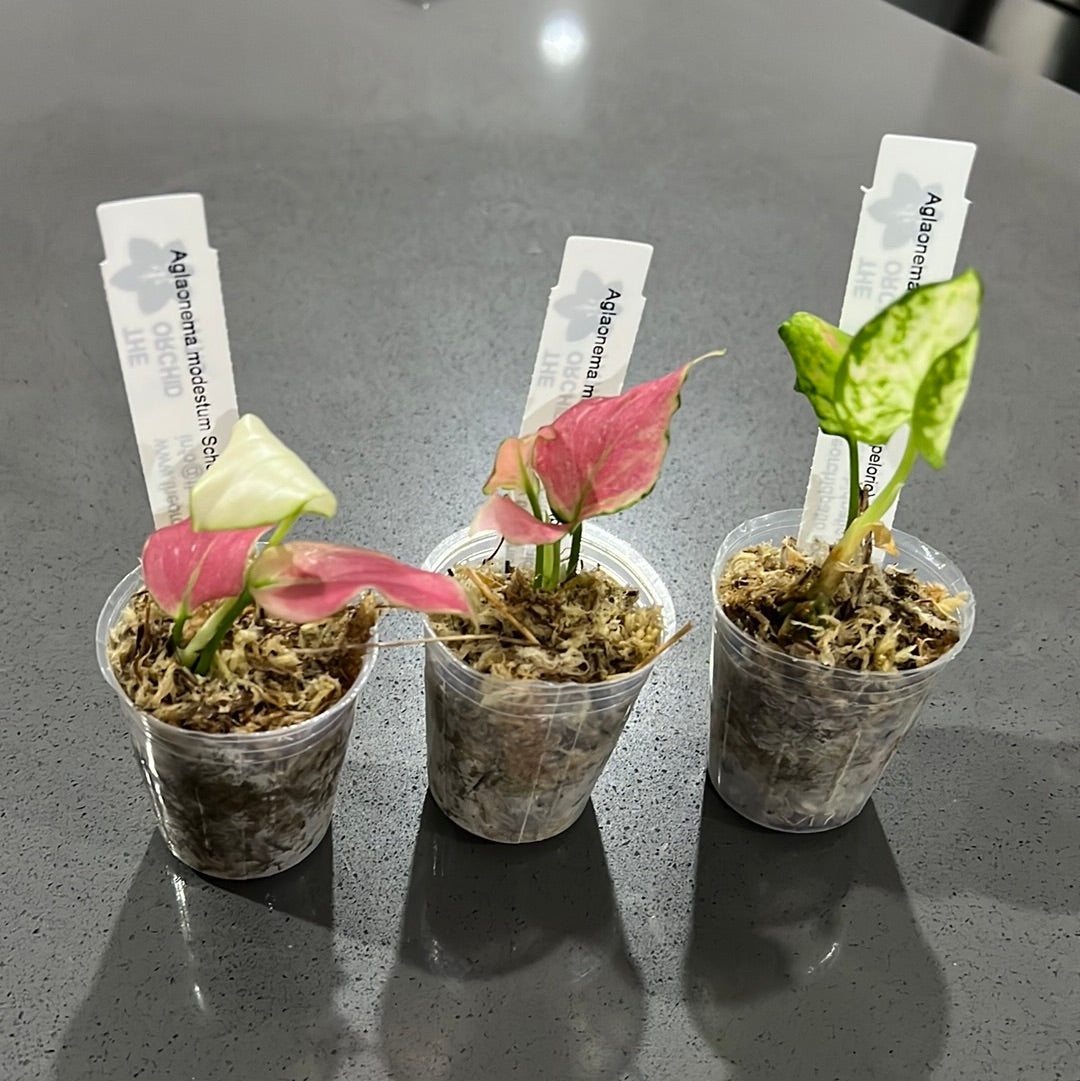 aglaonema modestum schott ex engl Aglaonema modestum Schott (peloric)