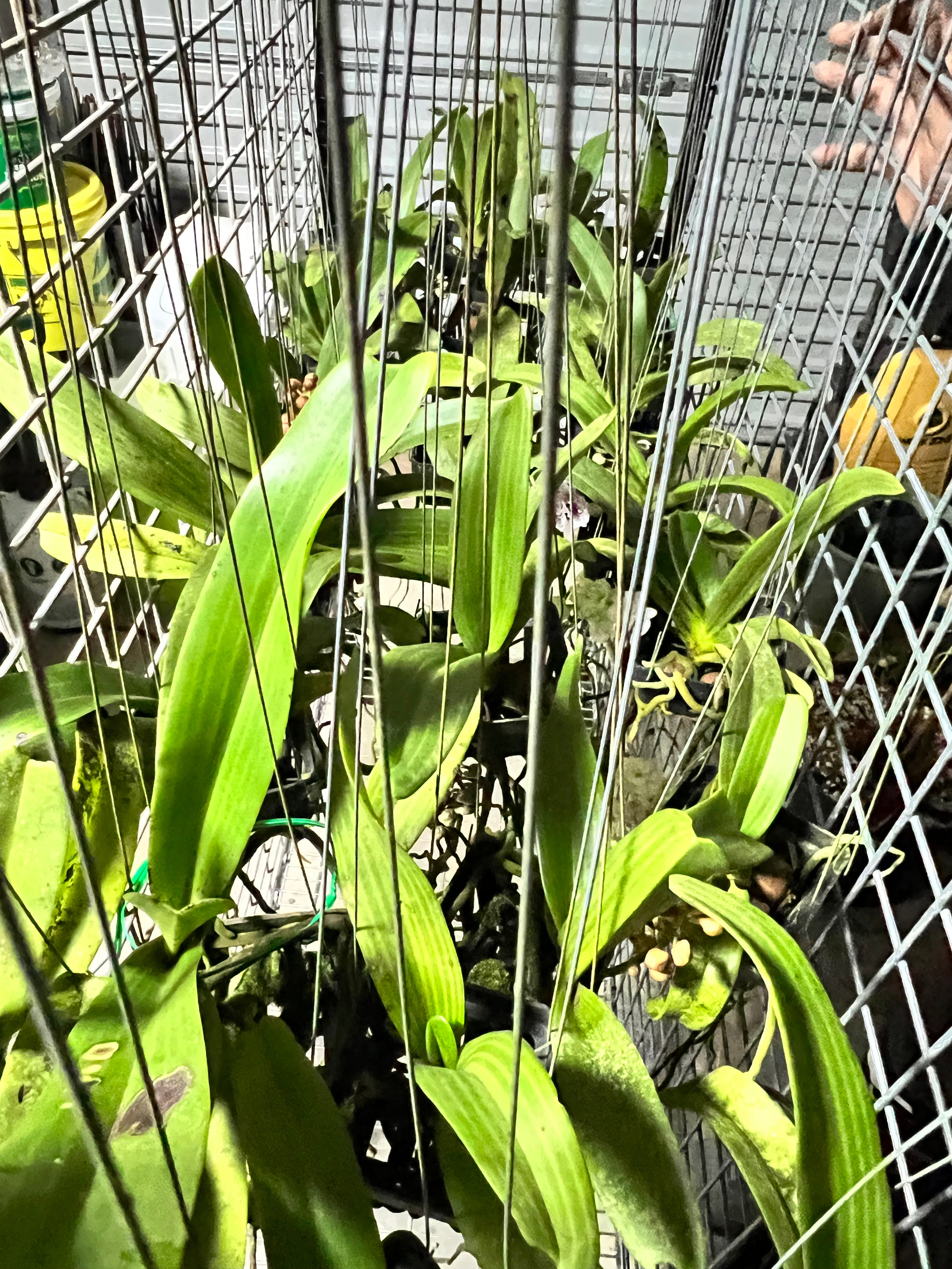 FLOWERING/ IN SPIKE RHYNCHOSTYLIS (FOXTAIL ORCHIDS)