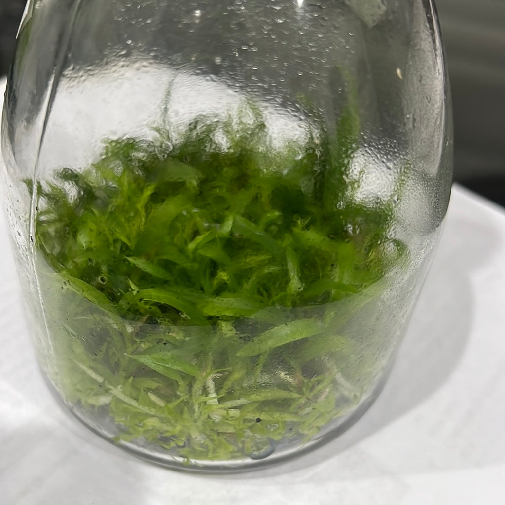 TOP Flask - Cattleya tenuis