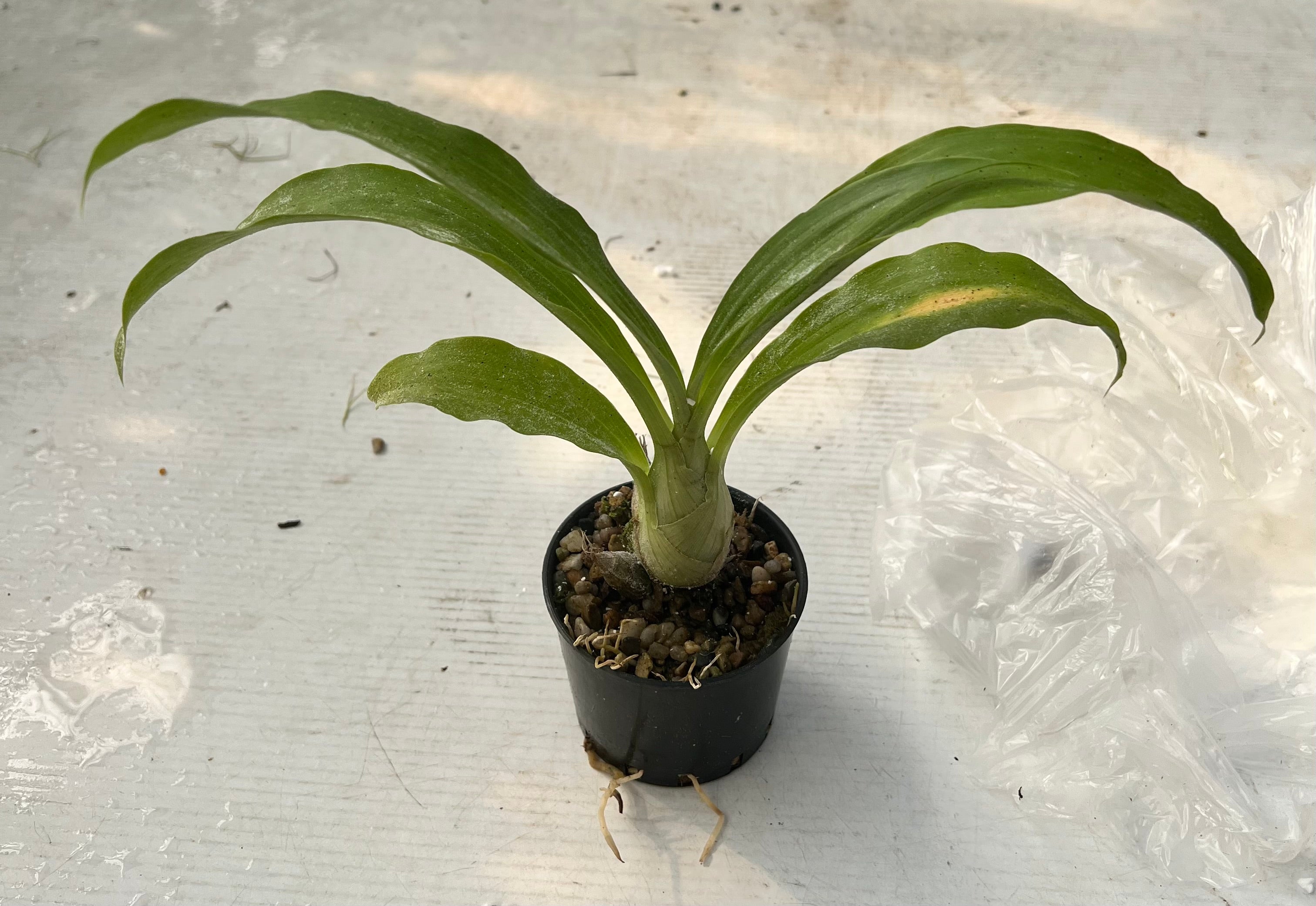 Clowesia Jumbo Grace (Fragrant Variety) Secondary image