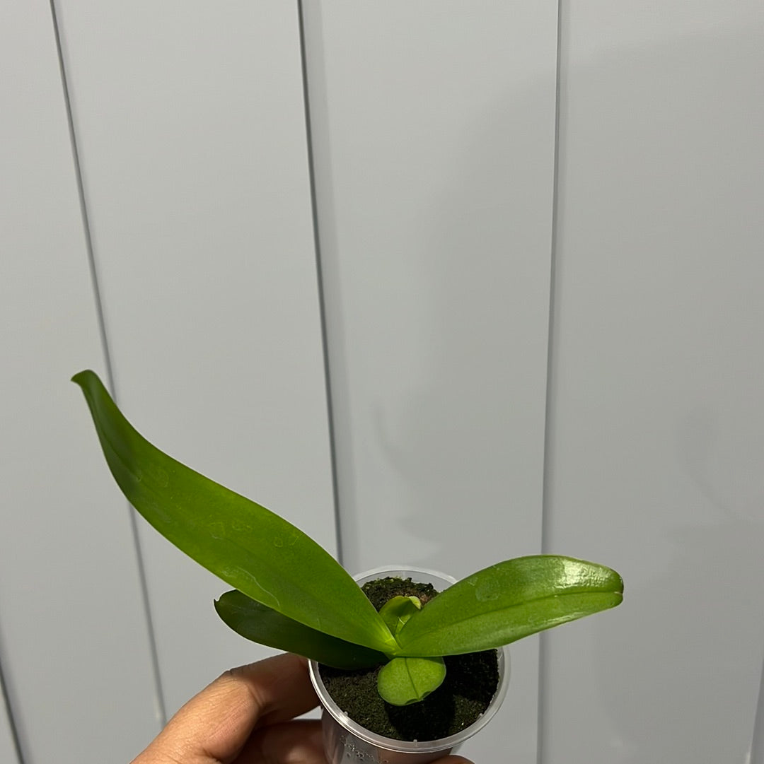 Phalaenopsis Speechless Elegance (Healthy Mericlone)