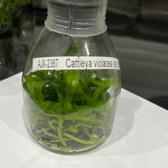 TOP Flask - Cattleya violacea red x sib