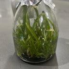 Psychopsis Mariposa f. alba (RARE FLASK)