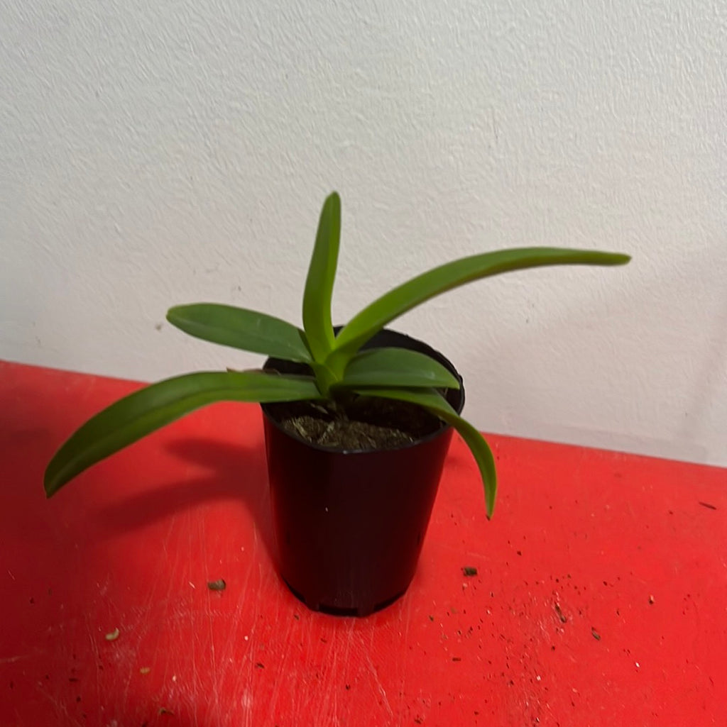 Vanda Kultana Delight Red x Vanda Coerulea