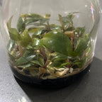 Philodendron ‘Pink Princess’ FLASK TISSUE CULTURE 15+ PLANTS