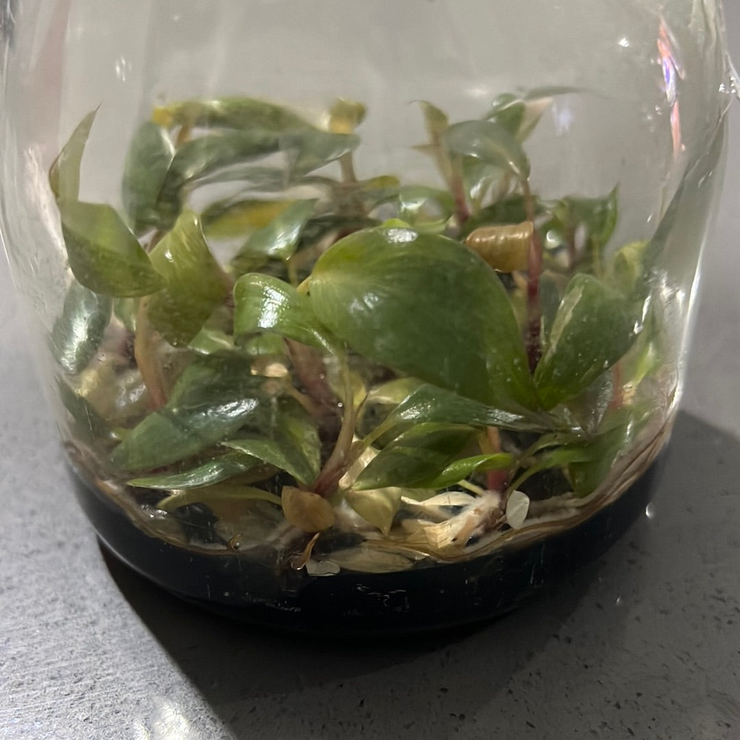 Philodendron ‘Pink Princess’ FLASK TISSUE CULTURE 15+ PLANTS