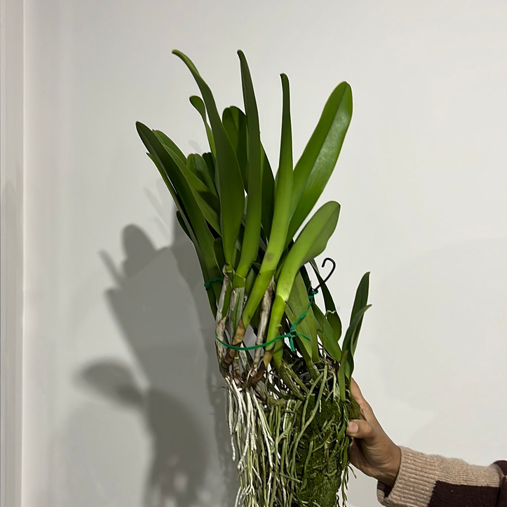 Blc. Dora Louise Capen 'Clifton Two Tone' (Fragrant - Blooming Size)