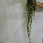 IN BUDS!!! Blc. Dora Louise Capen 'Clifton Two Tone' (Fragrant)