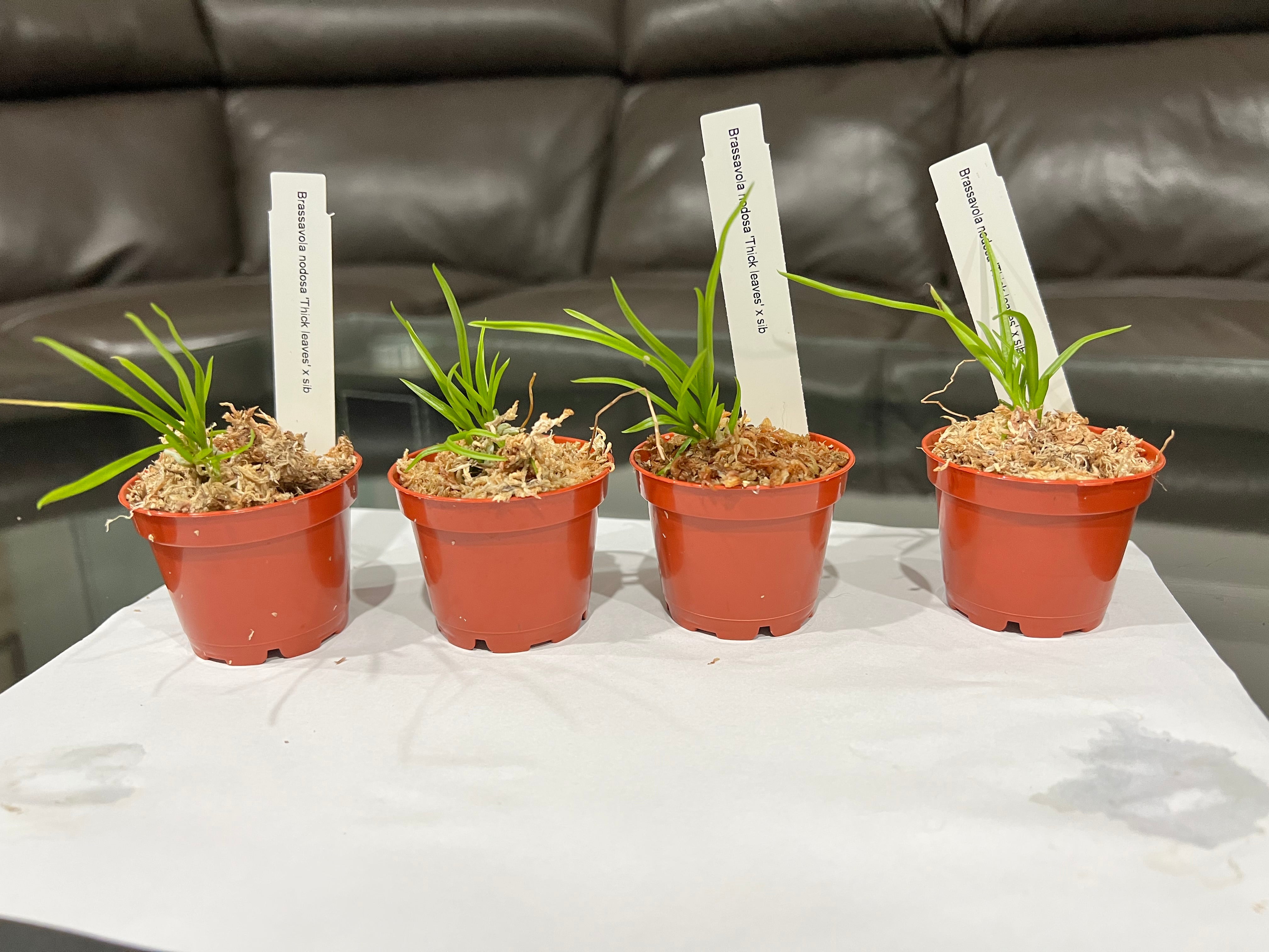 TOP Brassavola Nodosa x sib Thick Leaves  (Lady of the Night) Secondary image