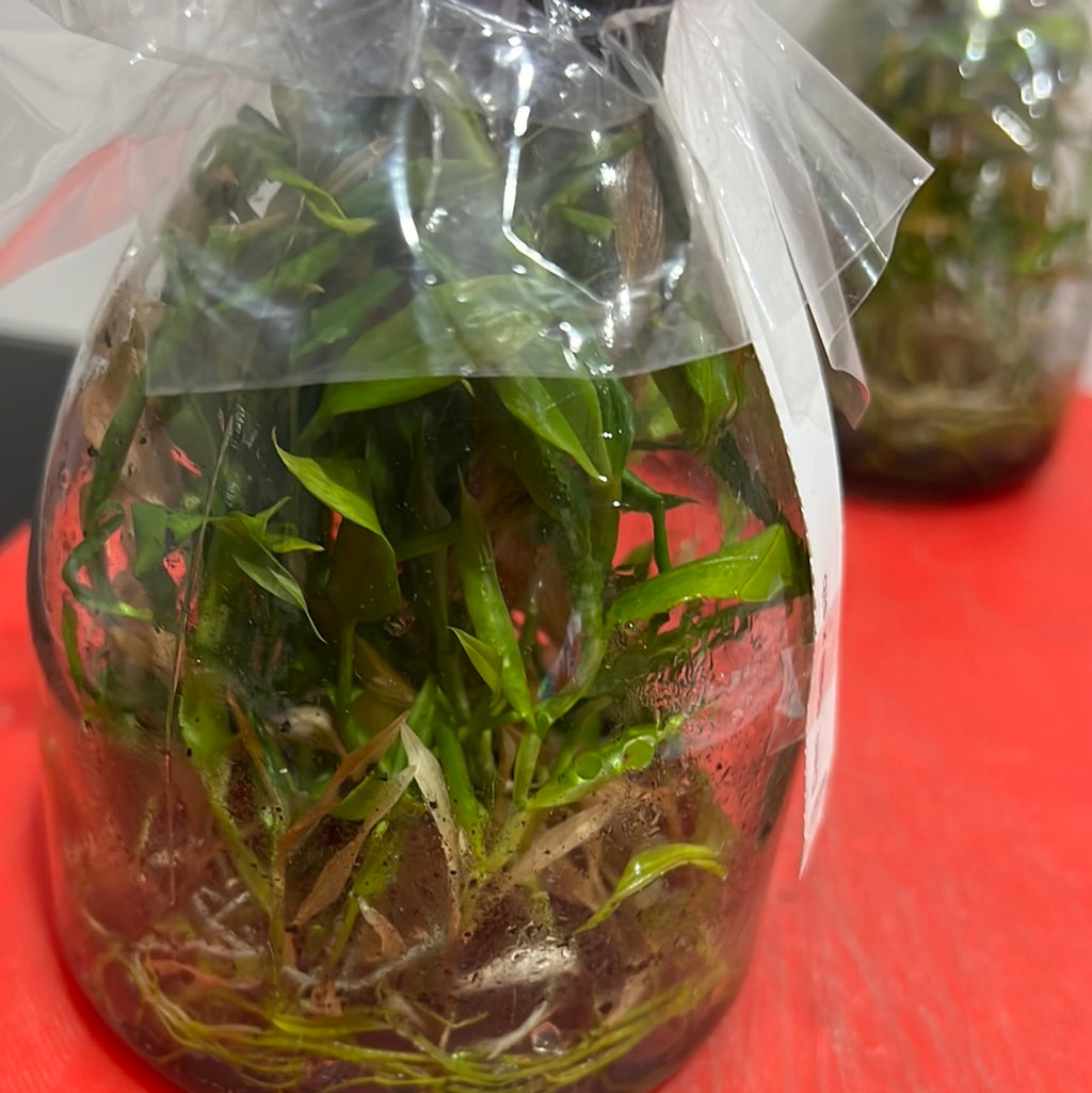 Dendrobium roslii x sib (FLASK/TISSUE CULTURE 25 PLANTS)