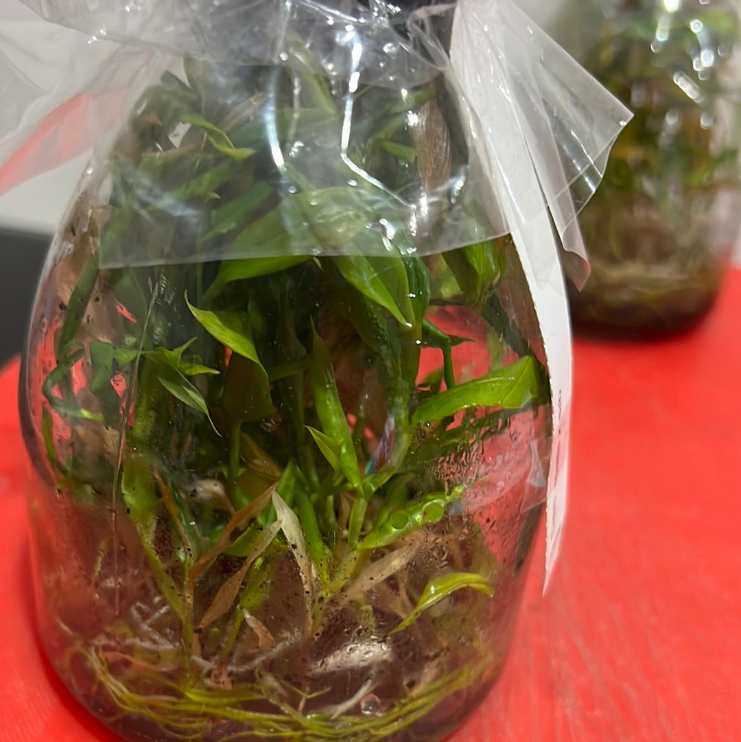 Dendrobium roslii x sib (FLASK/TISSUE CULTURE 25 PLANTS)