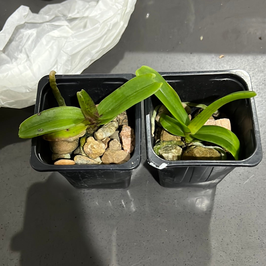 Pack of 5 Rhynchostylis (Foxtail Orchids)
