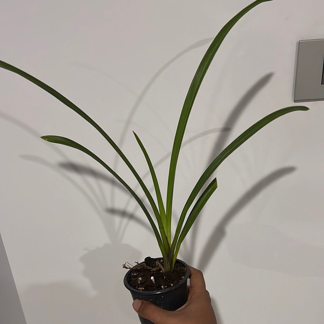 Cymbidium Hot Island (Mericlone) Secondary image