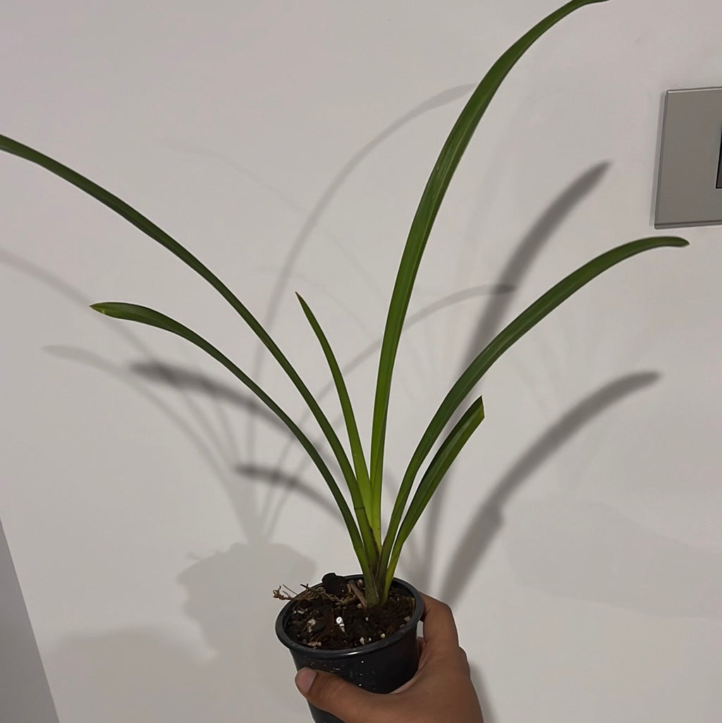 Cymbidium Hot Island (Mericlone)