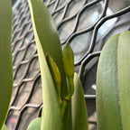 IN BUDS!!! Blc. Dora Louise Capen 'Clifton Two Tone' (Fragrant)