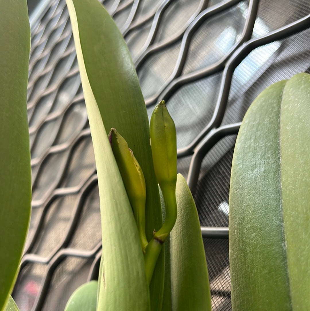 IN BUDS!!! Blc. Dora Louise Capen 'Clifton Two Tone' (Fragrant)