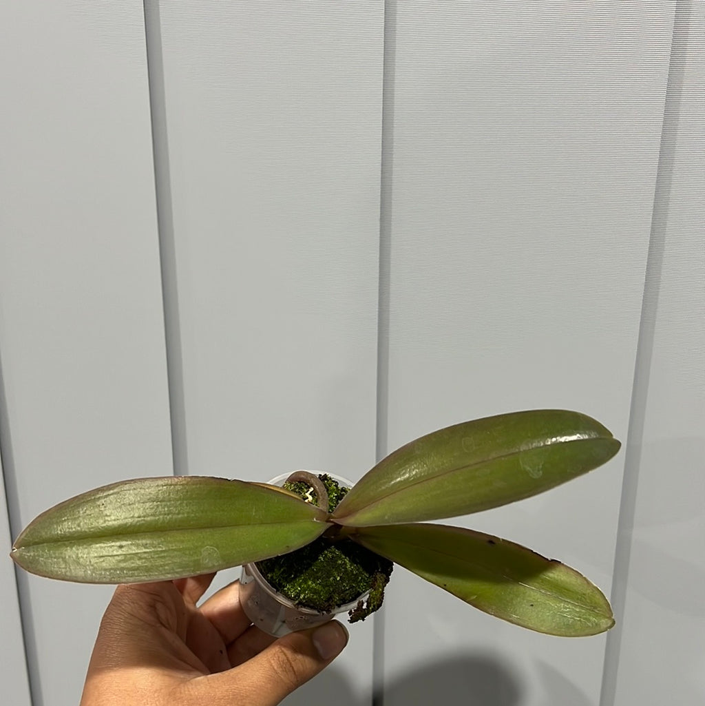 Phalaenopsis Carrotcake (Healthy Mericlone)