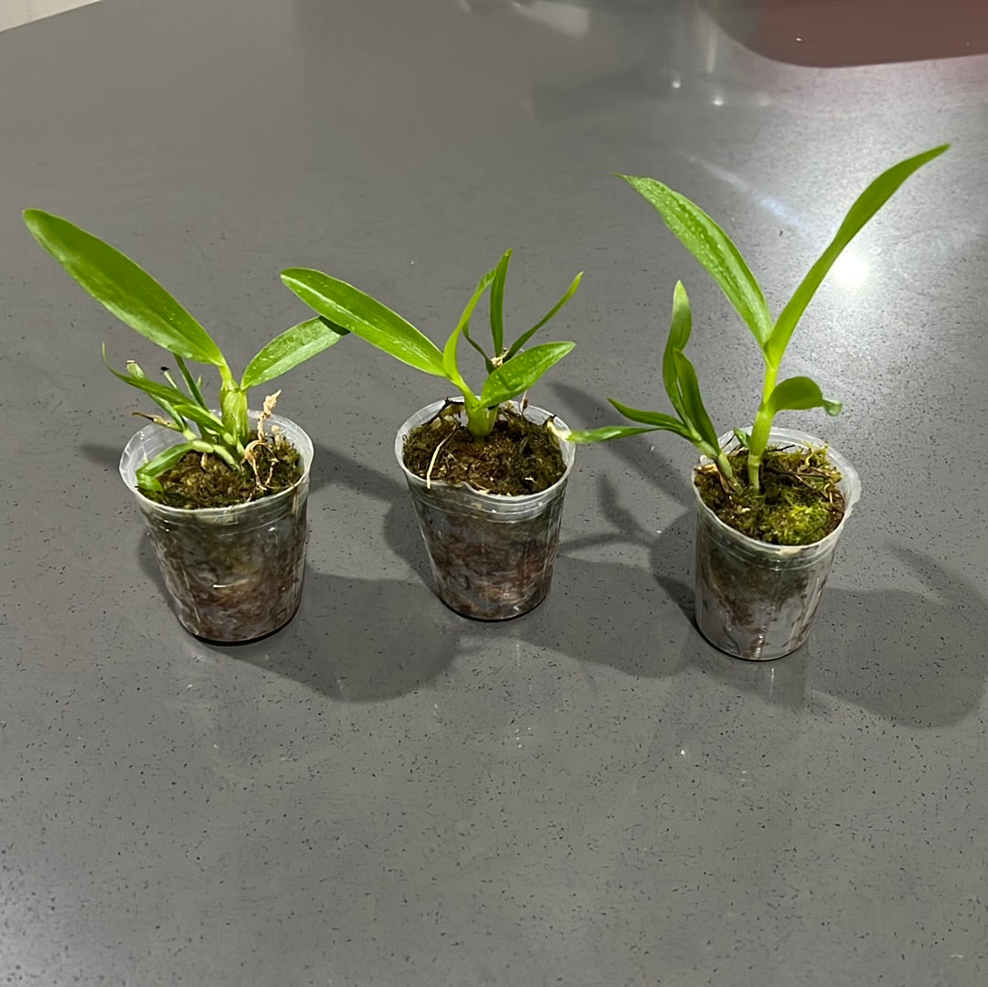Dendrobium Golden Blossom Secondary image