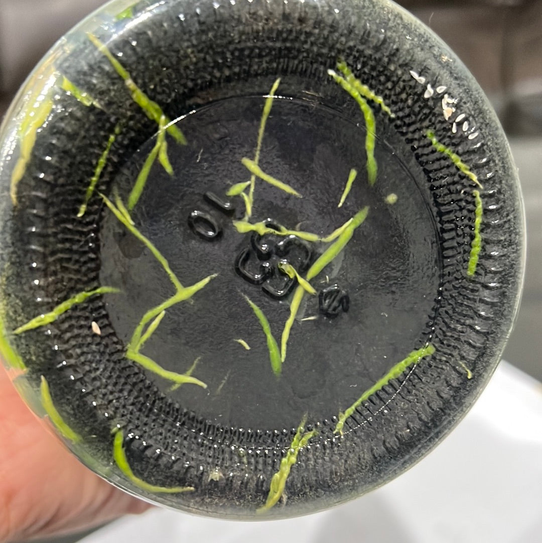 TOP Flask - Cattleya lueddemanniana f. flomea