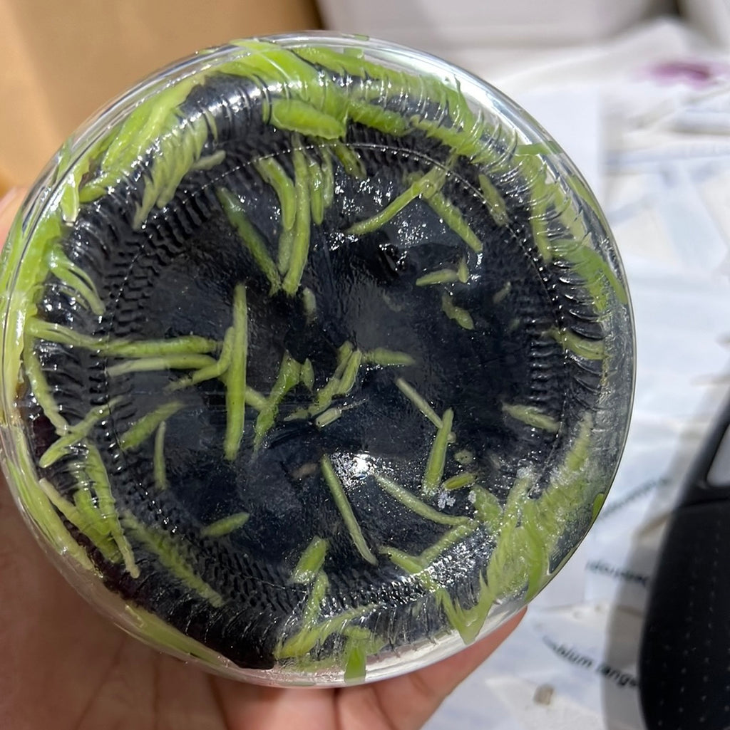 C. walkeriana var.semi-alba"Elixir of Love"(FLASK/TISSUE CULTURE 20+ PLANTS)