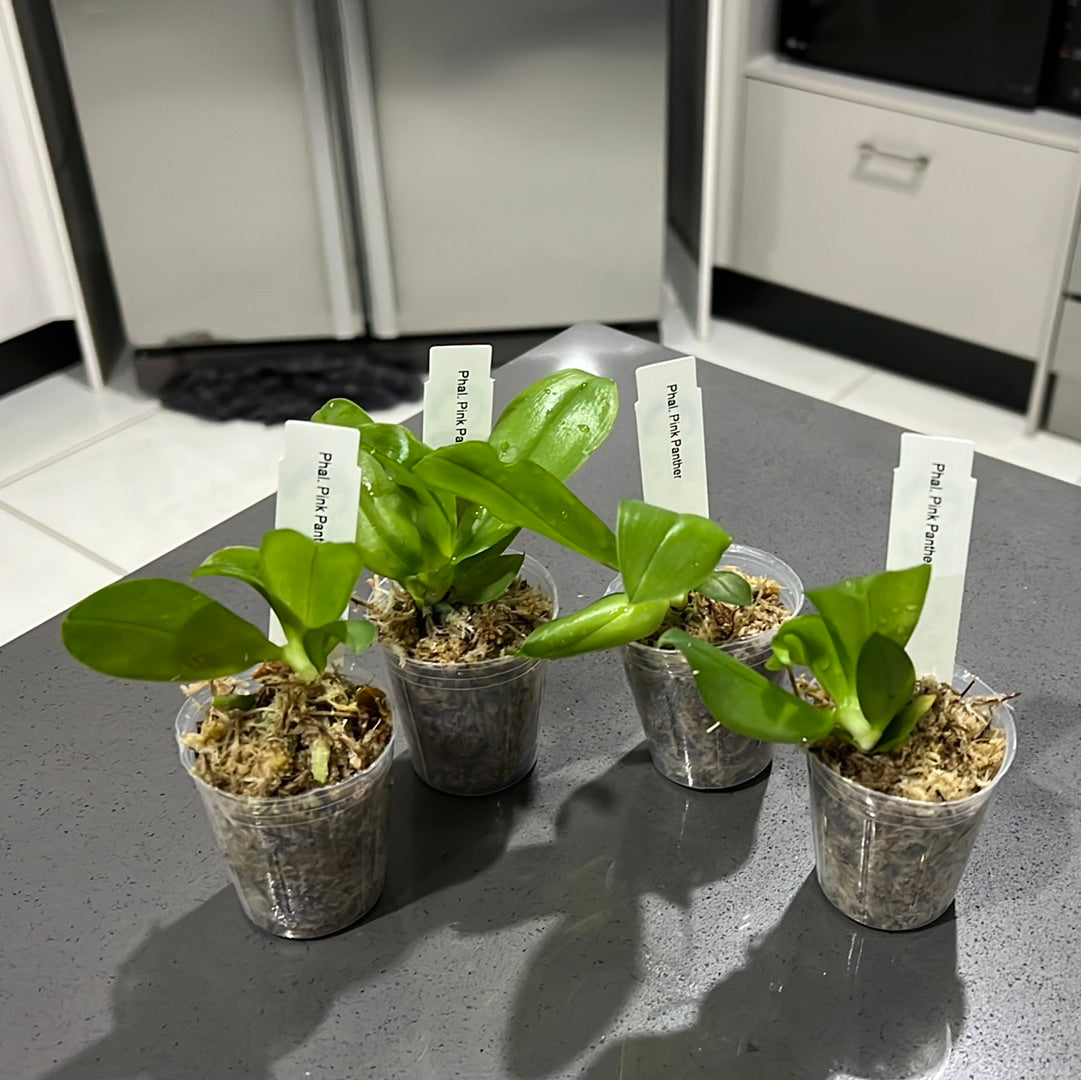 Phalaenopsis Pink Panther (Big Lip Mericlone)