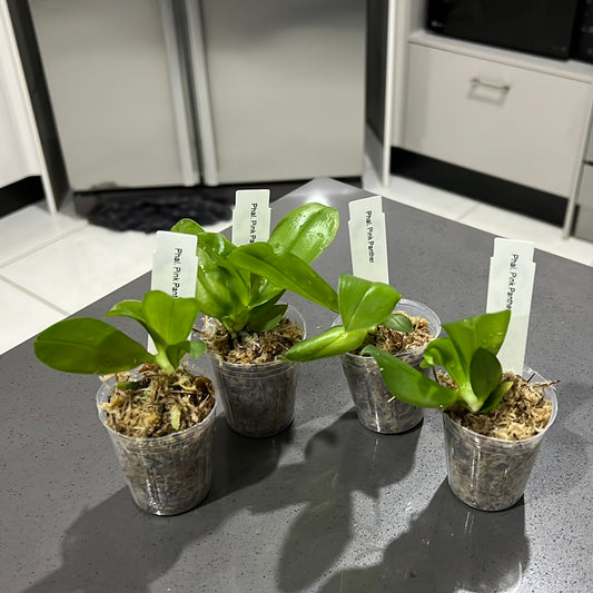 Phalaenopsis Pink Panther (Big Lip Mericlone)