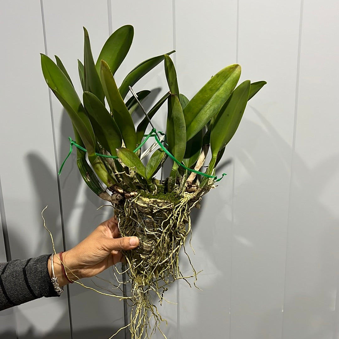 Cattleya Tainan City (Fragrant Flowering Size Mounted Plant) Secondary image