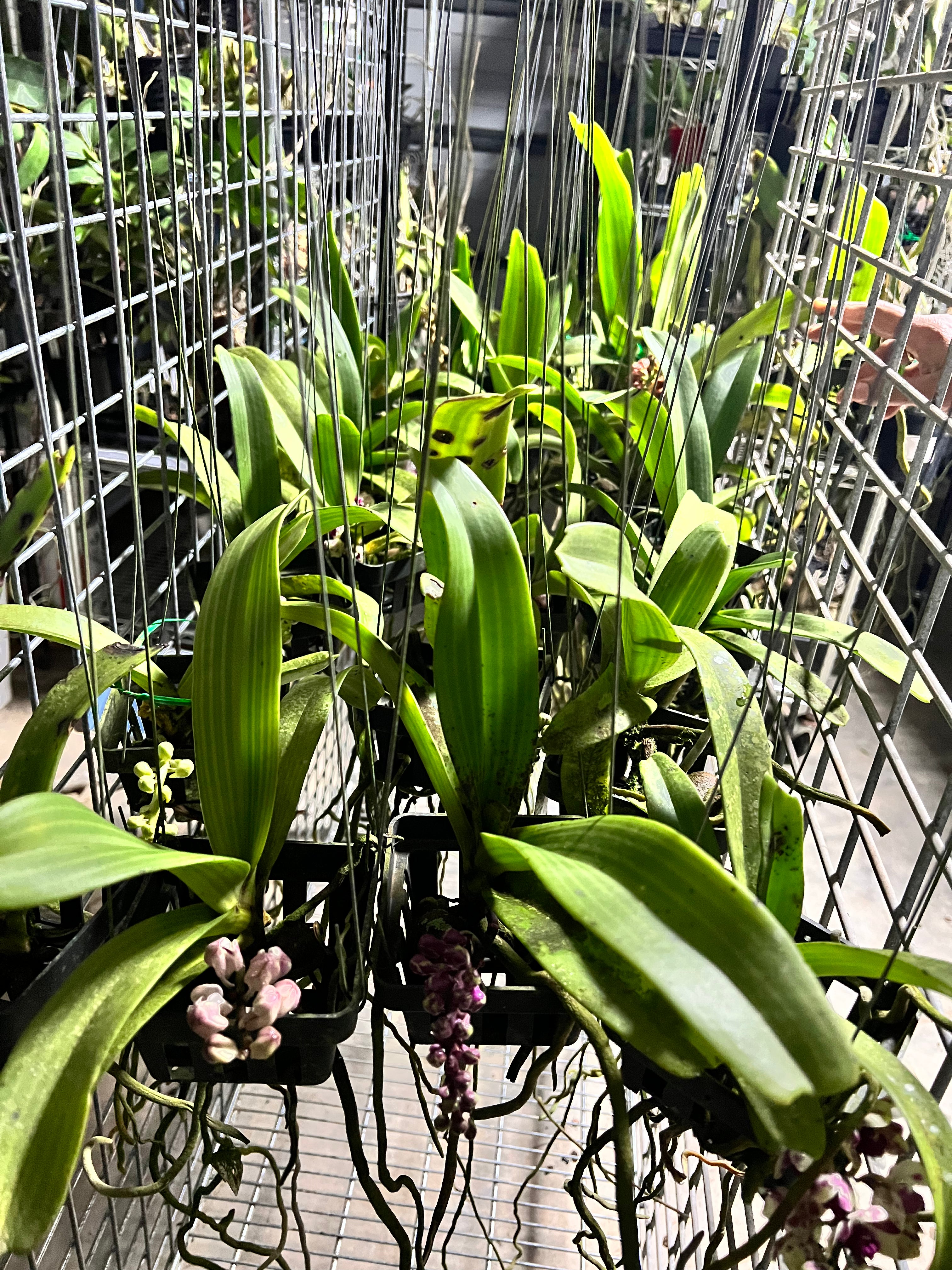 FLOWERING/ IN SPIKE RHYNCHOSTYLIS (FOXTAIL ORCHIDS)