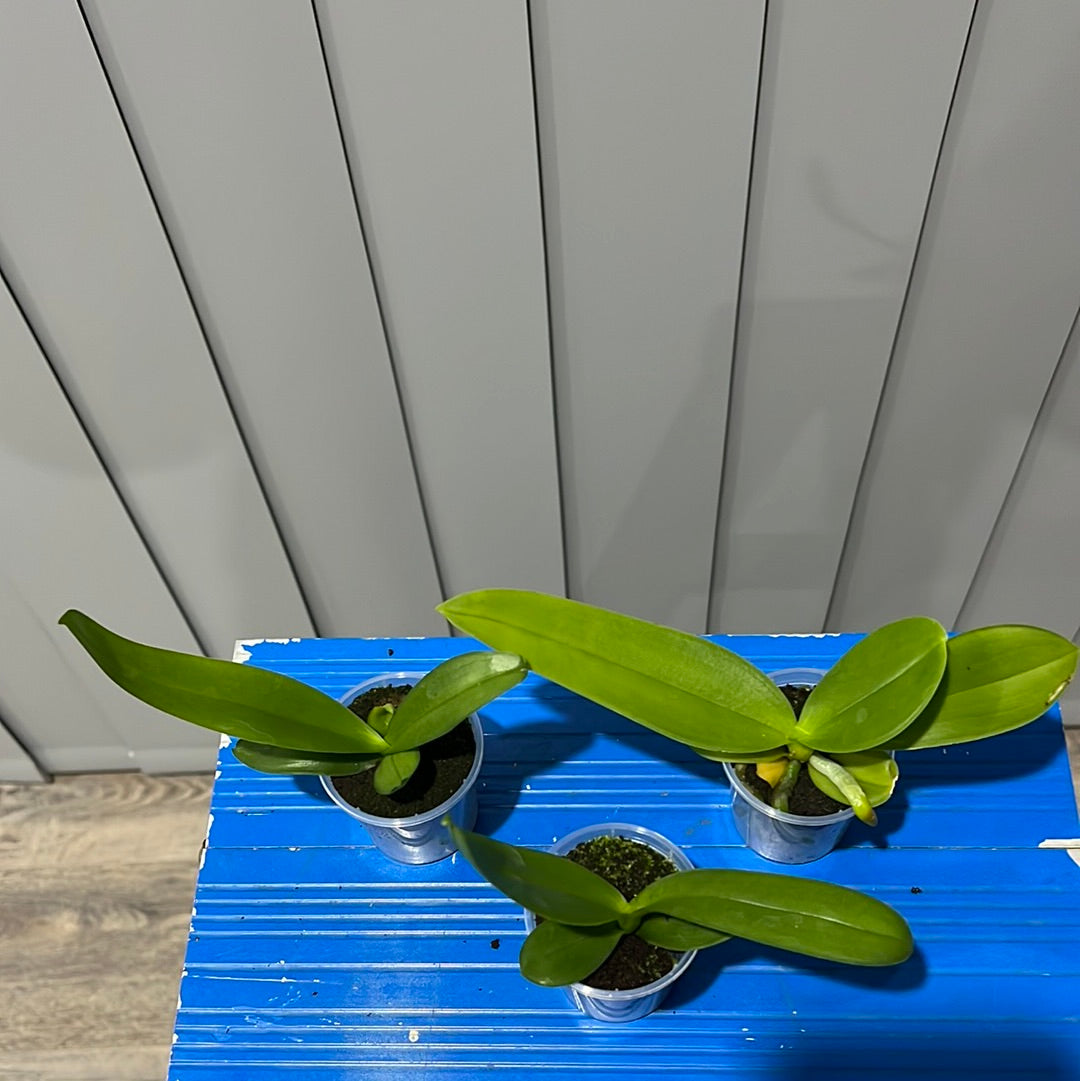 Phalaenopsis Speechless Elegance (Healthy Mericlone) Secondary image