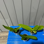 Phalaenopsis Speechless Elegance (Healthy Mericlone)
