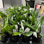 PACK OF 3 SPOTTY CATTLEYAS (BEAUTIFUL HYBRIDS)