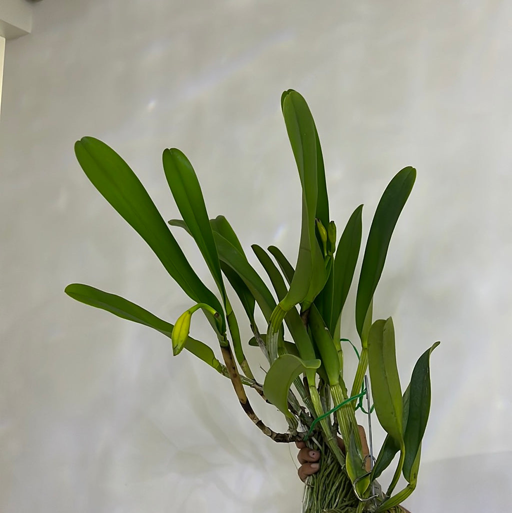 IN BUDS!!! Blc. Dora Louise Capen 'Clifton Two Tone' (Fragrant)